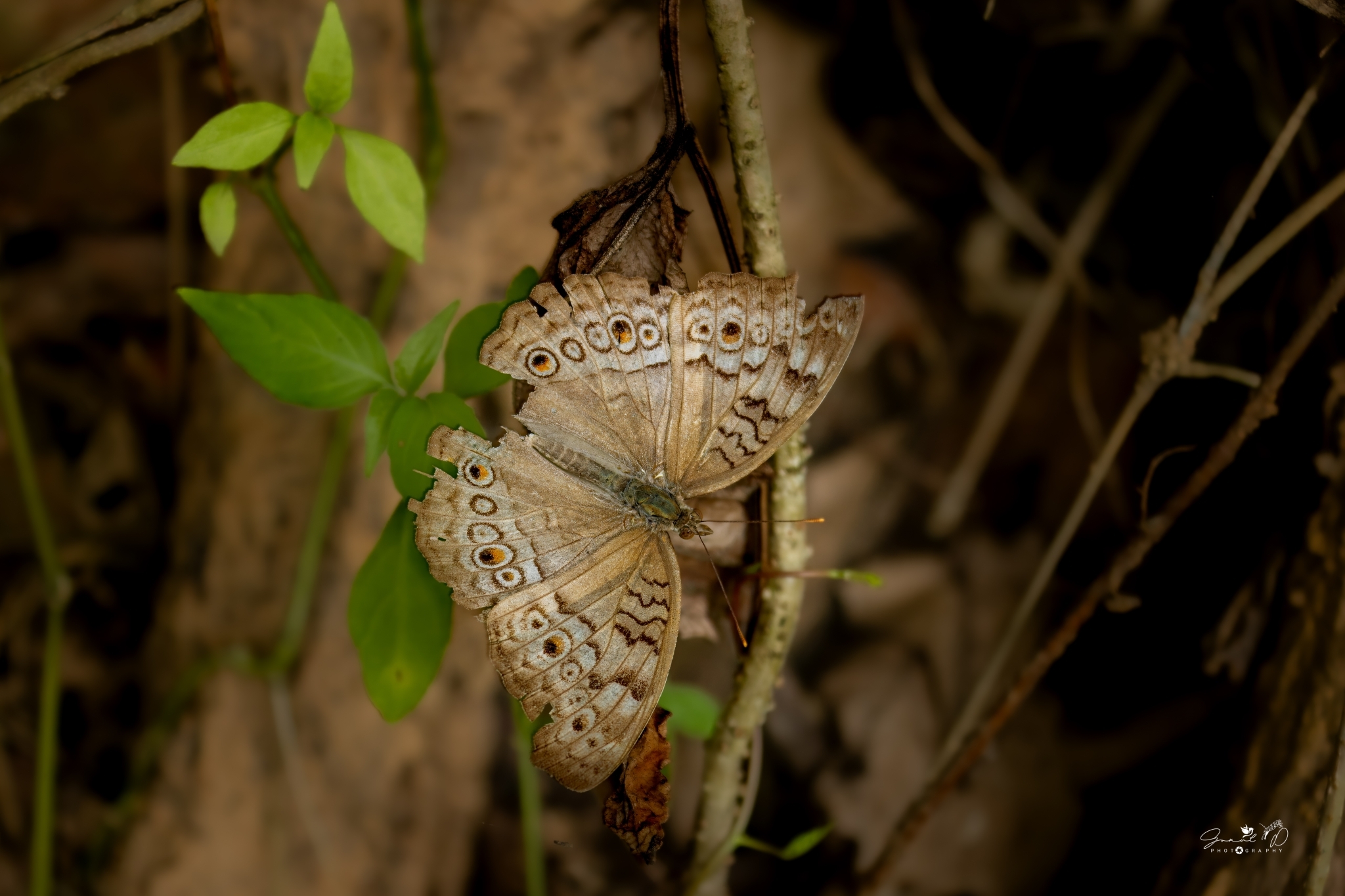 Grey Pansy