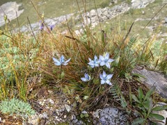 Lomatogonium carinthiacum