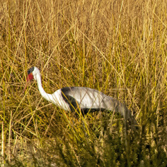 Bugeranus carunculatus