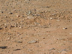 Aphelocephala leucopsis