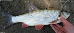 Leuciscus idus