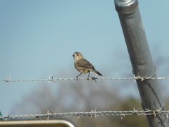 Aphelocephala leucopsis