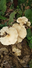 Fungi