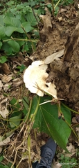 Fungi