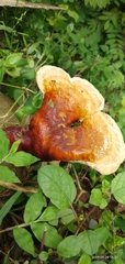 Fungi