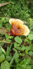 Fungi