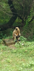 Semnopithecus entellus