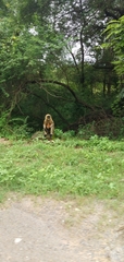 Semnopithecus entellus