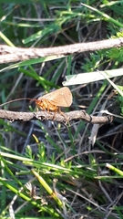 Anabolia