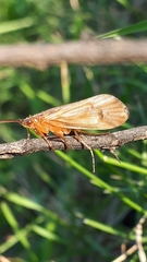 Anabolia
