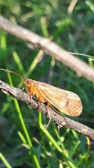 Anabolia