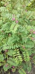 Angiospermae