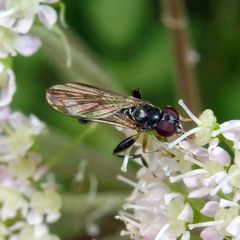Sphegina