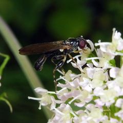 Sphegina