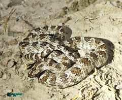 Derafshi Snake photo 5