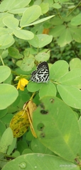 Castalius rosimon