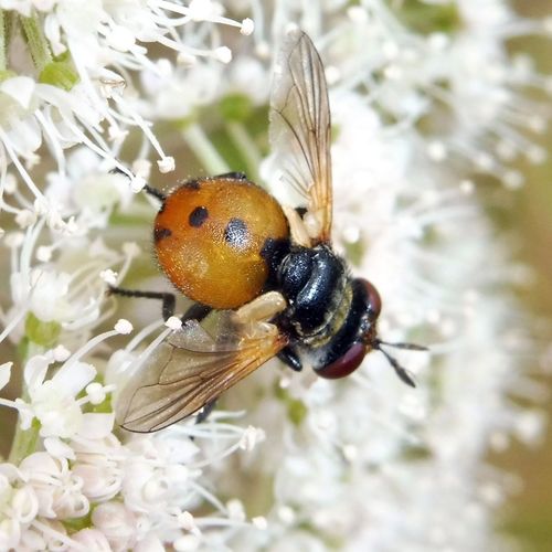 Ladybird Fly