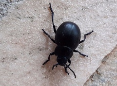 Timarcha tenebricosa