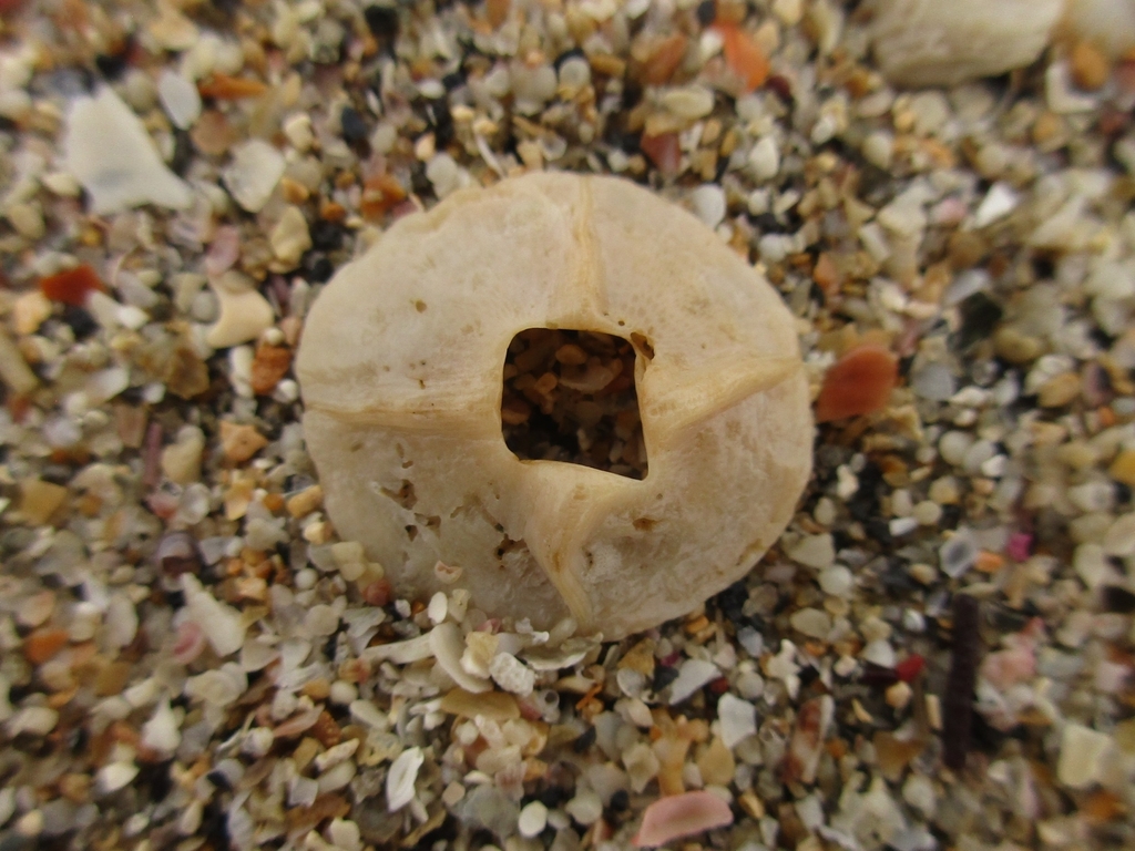 Tetraclitella darwini