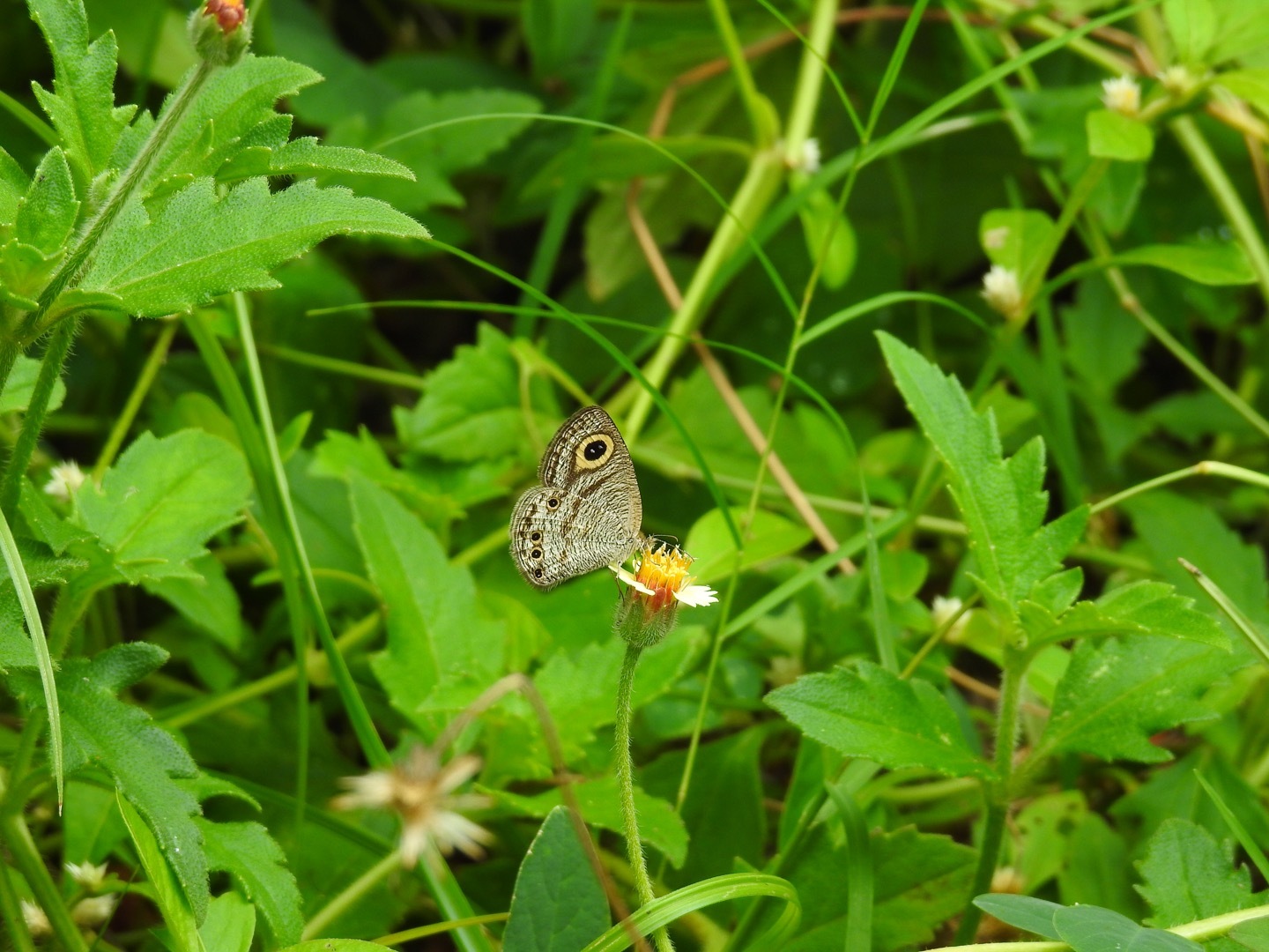 Common Four-Ring