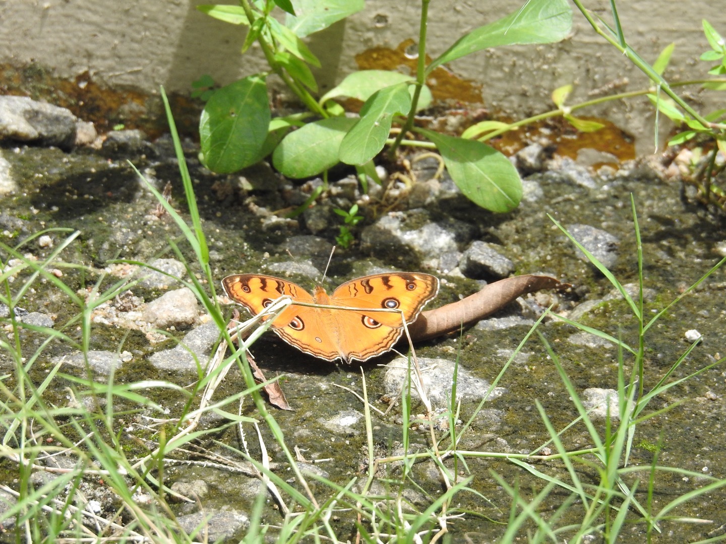 Peacock Pansy