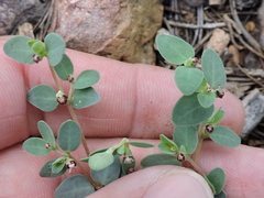 Euphorbia cinerascens