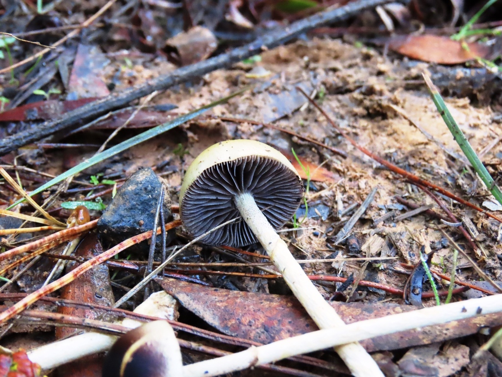 Protostropharia semiglobata · May 2025 · photo: © cygnet (iNaturalist, cc-by)