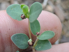 Euphorbia cinerascens