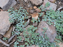 Euphorbia cinerascens