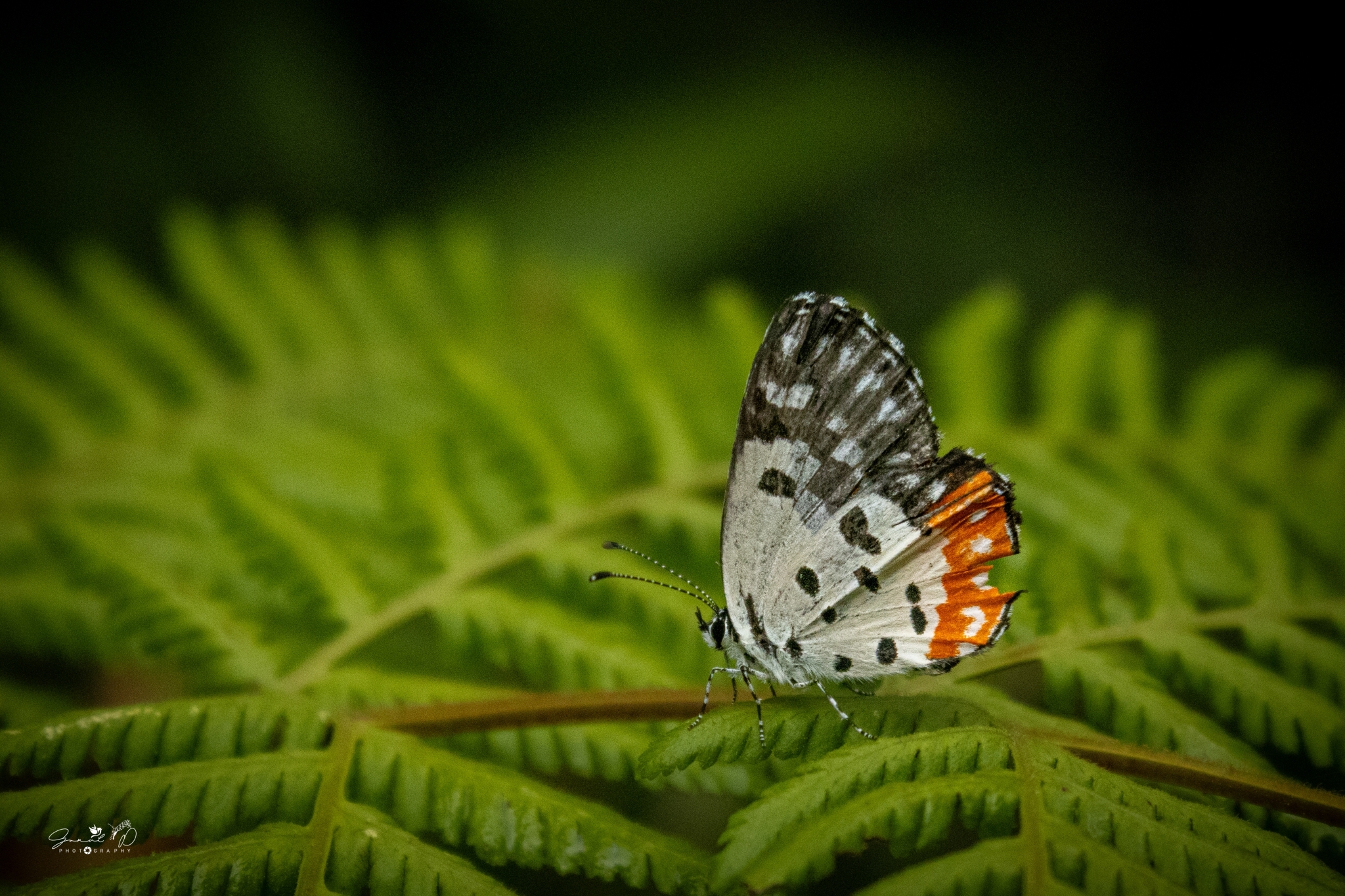 Red Pierrot