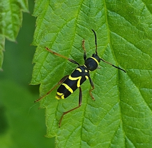 Wasp beetle