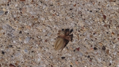 Phidippus pius