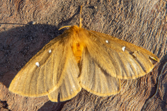 Anthela asterias