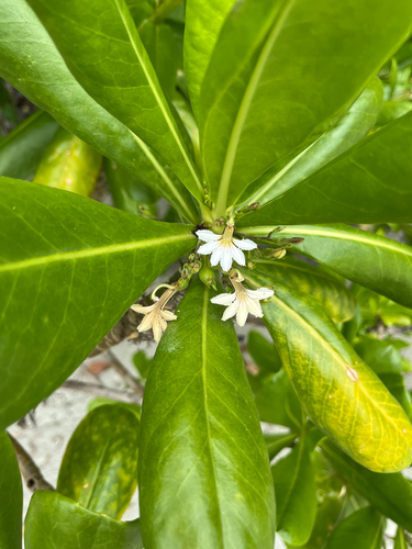 Scaevola taccada