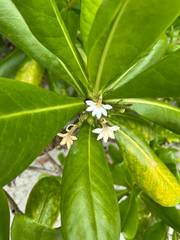 Scaevola taccada