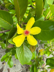 <List all the synonyms for "Wormia alata" separated by commas> (Wormia alata)