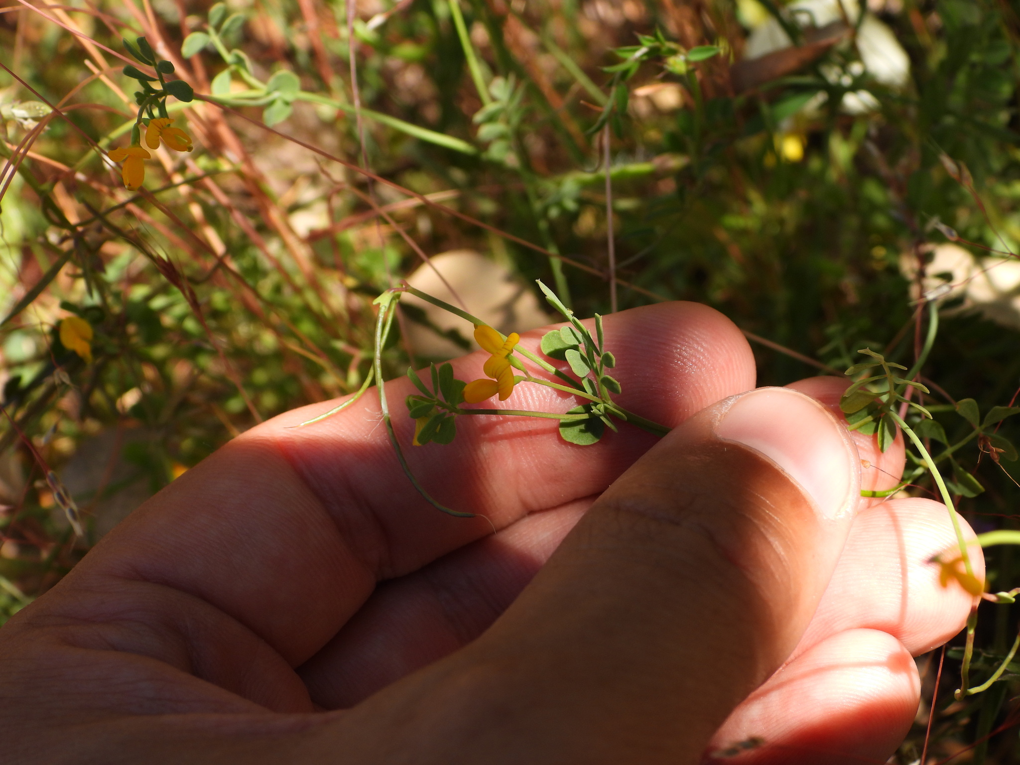 Coronilla dura
