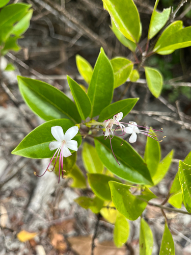 Volkameria inermis