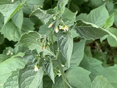 Solanum nigrum