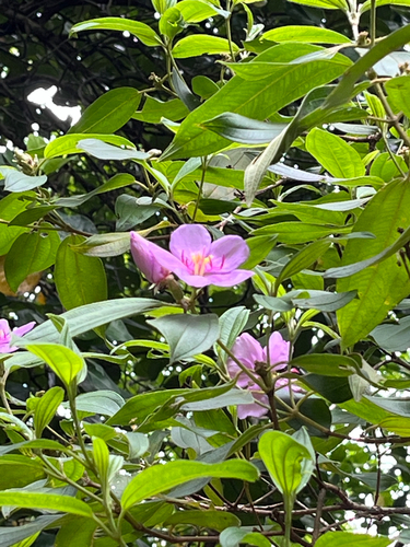 Melastoma malabathricum