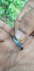 Brachydiplax
