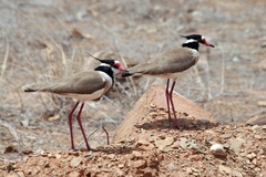 Vanellus tectus