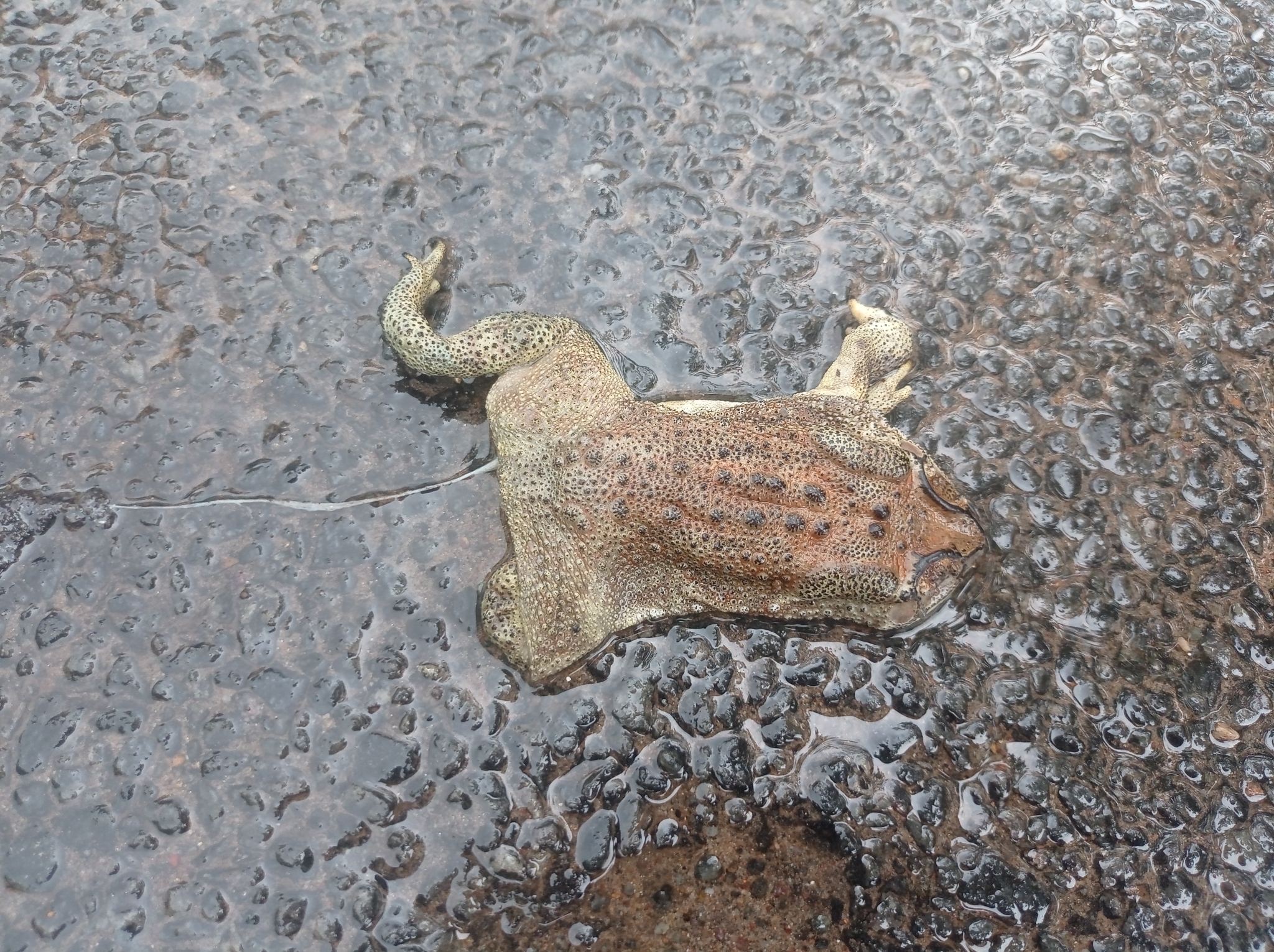 Indian Common True Toad