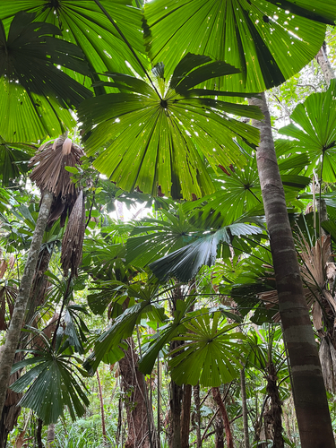 Fan palm (Licuala ramsayi)
