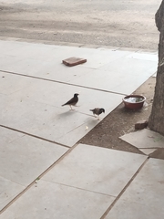 Acridotheres tristis