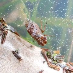 Ulopa reticulata