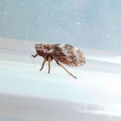 Ulopa reticulata
