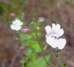 Nemesia elata