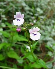 Nemesia elata