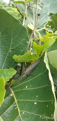 Orthoptera